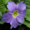 Primula Groeneken's Glory - Abriachan Nurseries
